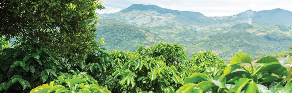 What is Specialty Coffee?